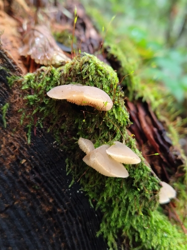 Pseudohydnum gelatinosum