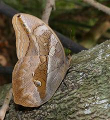 Eryphanis automedon