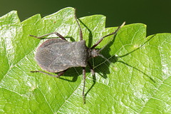 Anasa apicalis