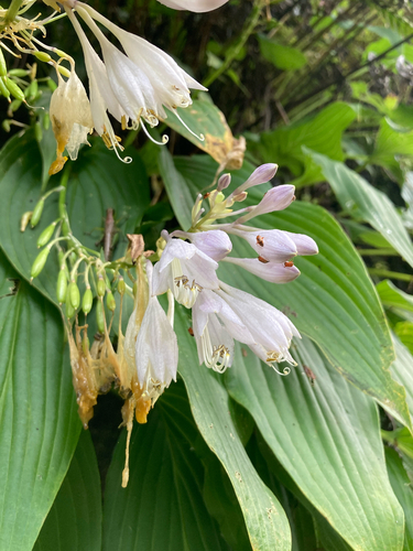 Hosta kikutii iNat (1)