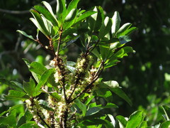 Palaquium galactoxylum