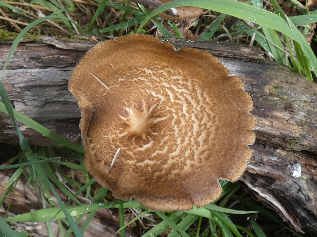 Lentinus arcularius · September 2025 · photo: © specedex (iNaturalist, cc-by-nc)