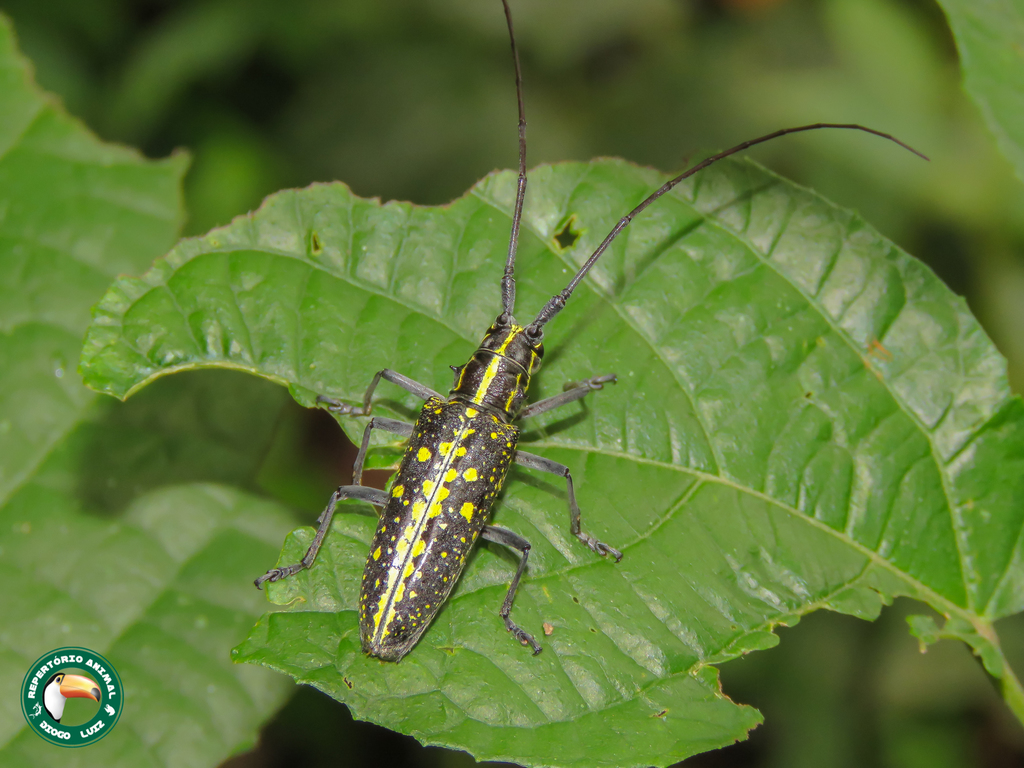 Taeniotes amazonum
