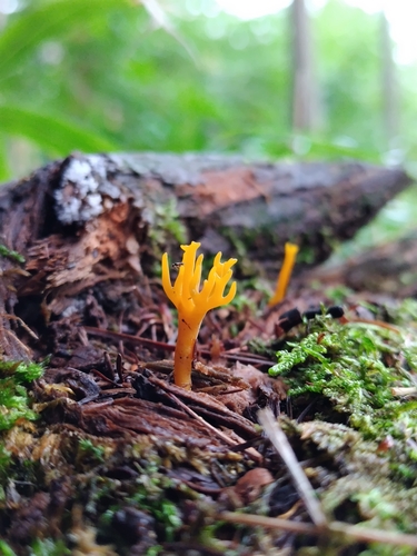 Calocera viscosa