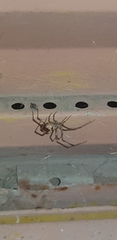 Latrodectus geometricus