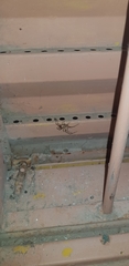 Latrodectus geometricus