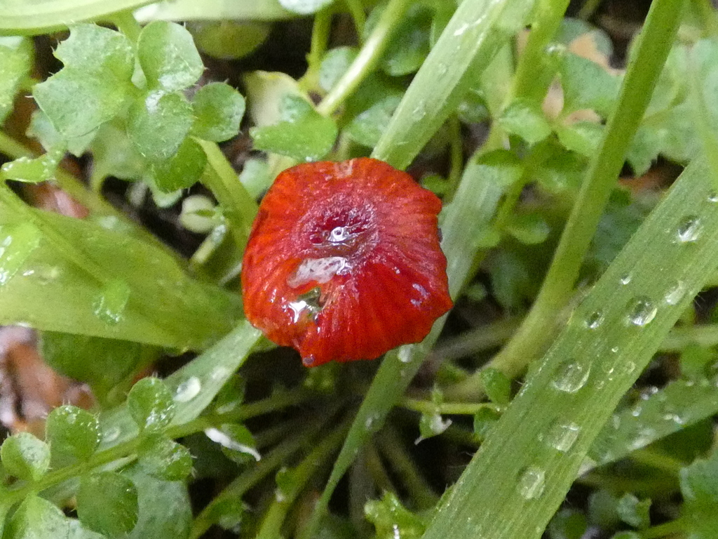 Cruentomycena viscidocruenta · September 2025 · photo: © specedex (iNaturalist, cc-by-nc)