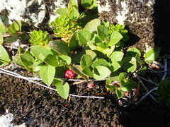 Gaultheria humifusa