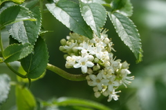 Sambucus australis