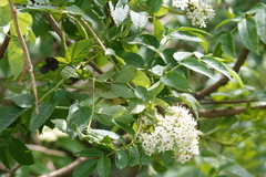 Sambucus australis