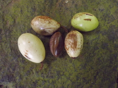Palaquium galactoxylum