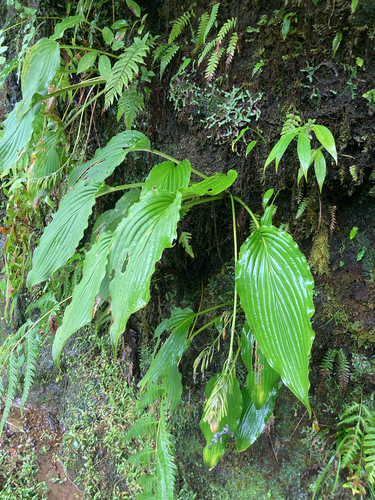 Hosta kikutii iNat (2)