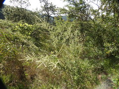 Asterohyptis stellulata