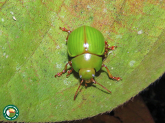 Platyphora dejeani