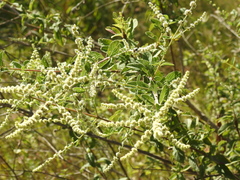 Asterohyptis stellulata