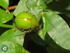 Platyphora dejeani