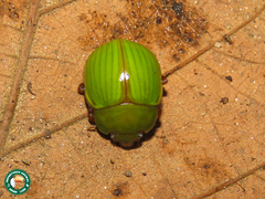 Platyphora dejeani