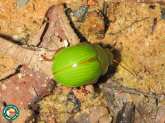 Platyphora dejeani