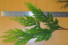 Chamaecyparis lawsoniana