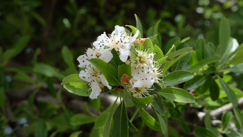 Pyrus communis