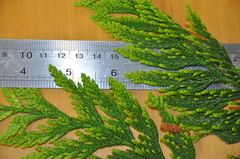 Chamaecyparis lawsoniana