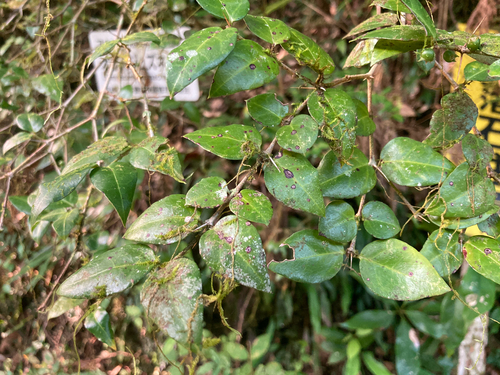 Damnacanthus macrophyllus iNat (1)