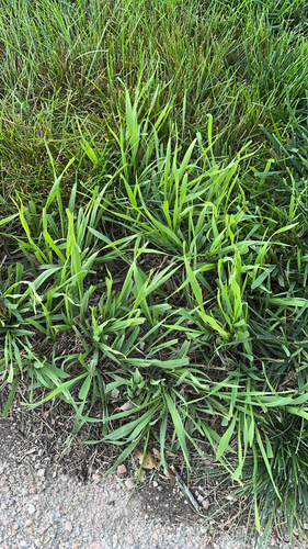 ribwort plantain