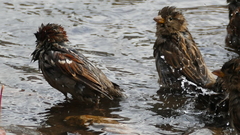 Passer domesticus