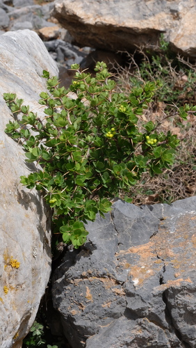 Berberis cretica, photograph 3