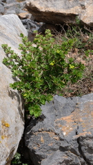 Berberis cretica, photograph (c) fmunoz, some rights reserved (CC BY)
