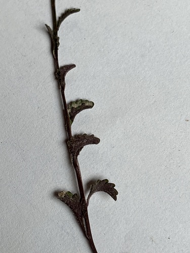 Lobelia erinus