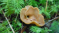 Otidea alutacea