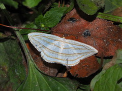Orthocabera sericea