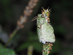 Benbowia takamukuanus