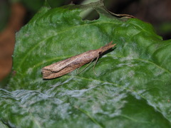 Hypena longipennis