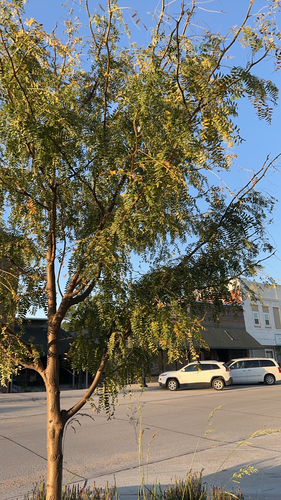 honey locust