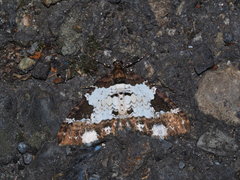 Melanthia procellata szechuanensis