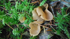 Otidea alutacea