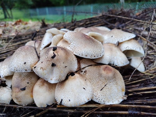 Macropsalliota meleagris