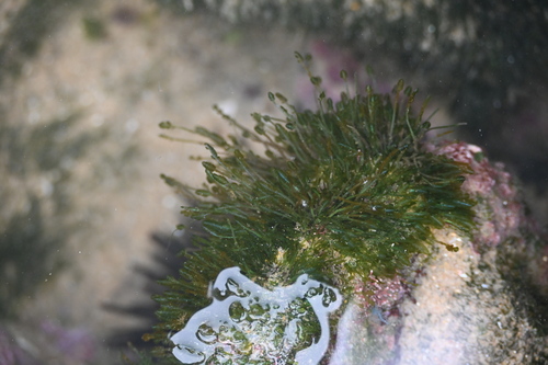 Bryopsis pennata observed 2025-09-07