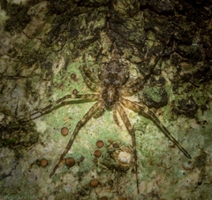 Tamopsis brachycauda