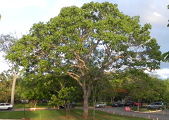 Caryocaraceae