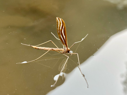 Pedicia magnifica