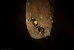 Epithymema helias