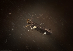 Macrobathra alternatella