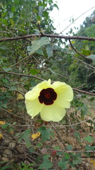 Hibiscus hispidissimus