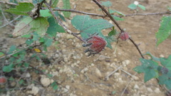Hibiscus hispidissimus