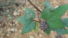 Hibiscus hispidissimus