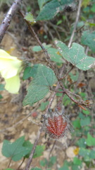 Hibiscus hispidissimus
