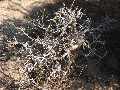 Elephant Tree (Operculicarya decaryi)